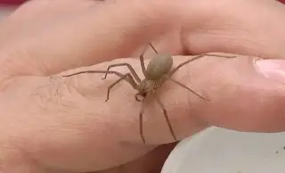 Imagen Conoce un poco acerca de la araña violinista y sus características