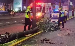 Imagen Autobús derriba palmera en fuerte accidente en Orizaba, Veracruz 