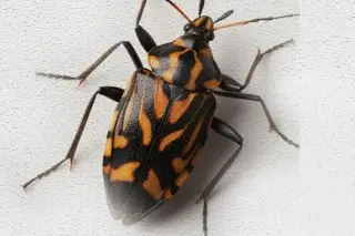 Imagen EU confirma epidemia de la enfermedad de Chagas; se expande a 32 estados