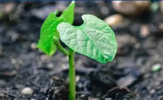 Imagen Siempre ha existido la sequía, pero es el principal riesgo para la agricultura: Investigador 