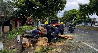 Imagen Un árbol se cayó en la avenida Cuauhtémoc en Veracruz 