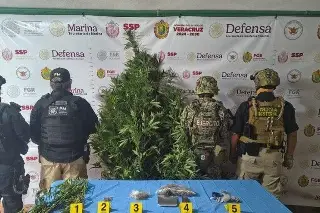 Imagen Aseguran planta de marihuana en Xico