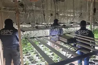 Descubren invernadero clandestino de mariguana en la ciudad de México