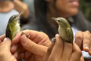 En Antón Lizardo se ha detectado la llegada de aves de otros países, checa de cuáles
