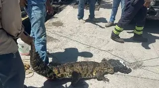 Esto pasó con el cocodrilo que fue rescatado dentro de alcantarilla en Medellín de Bravo