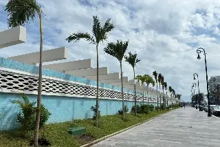 Reforestan con palmeras paseo del malecón de Veracruz