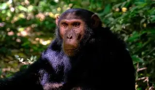 Chimpancés beben el equivalente a casi 2 bebidas alcohólicas al día, según estudio 