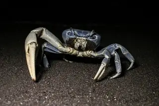 Proponen instalar pasos de fauna temporales para proteger al cangrejo azul