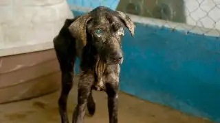 Imagen Albergue La Roca dejó de ser sensible con animales: Marcos Isleño exhibe perros en mal estado