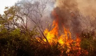 Imagen Humo de incendios pueden causar 1.4 millones de muertes anuales a fin de siglo: Estudio