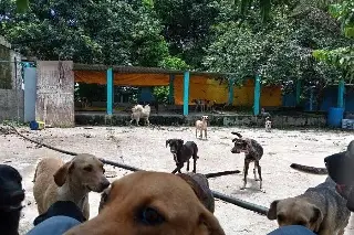 Imagen La Roca acusa que a alcalde de Medellín le importa el terreno, no los animales 