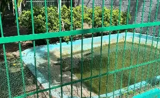 Imagen ¿Qué pasó con el cocodrilo que robaron en el zoológico de Veracruz?