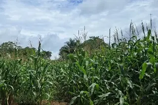 Imagen Siembran en Veracruz variedad de maíz con más proteínas que la leche; ya llegó a África