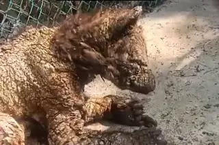 Imagen Profepa rescata a osa afectada en zoológico La Pastora 