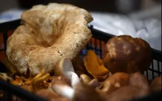 Imagen Hongos del Cofre de Perote requieren mayores estudios: Investigador