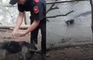 Imagen Repudian a guardia de seguridad tras lanzar a perro vivo a cocodrilos (+Video)