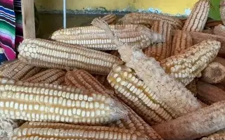 Imagen Reportan disminución en la producción de maíz al norte de Veracruz