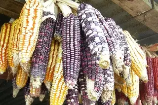 Imagen Hoy es el Día Nacional del Maíz ¿Cuál es la importancia en México de esta fecha?
