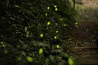 Imagen UNAM elige el nombre de una especie de luciérnaga