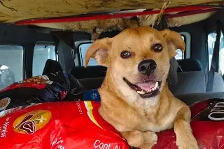 Imagen Muere el perro maratonista 'Chicles', víctima de envenenamiento
