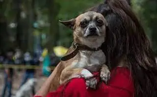 Imagen Presentan iniciativa para garantizar tutela de 'perrijos' y animales de compañía tras un divorcio  
