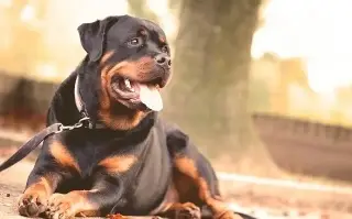¿Cómo evitar que las mascotas enfermen de rabia?