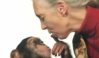 Ella 'sabía hablar con los chimpancés' (+Video)