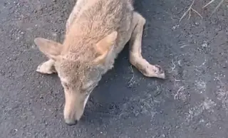 Imagen Atropellan a un coyote en la Riviera Veracruzana, sobrevive y aúlla de dolor 