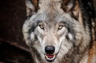 Imagen ¿El lobo teme a los humanos? Esto revela estudio 