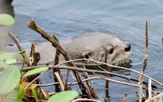 Imagen Se escapa nutria y recorre plaza comercial de la Riviera Veracruzana