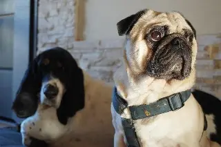 Imagen Entre perros y gatos realizan bendición de animales en Veracruz