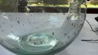 Imagen Secretaría de Salud revela cómo está Veracruz por casos de dengue 