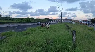 Imagen Captan vacas en la autopista Veracruz - Cardel 