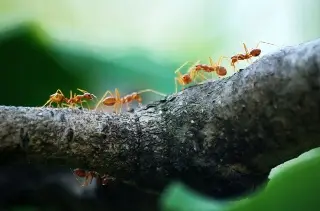 Imagen ¿Las hormigas tienen puntos ciegos al moverse con carga? Esto dice estudio 