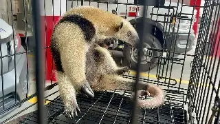 Imagen Capturan oso hormiguero en Veracruz (+ video)