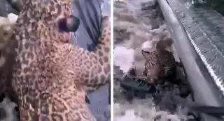 Imagen Atacaron jaguar con más de 30 disparos y sobrevive, ¿cuál es su estado de salud?