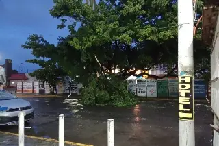 Imagen ¡Tome precauciones! Cae árbol en avenida de Veracruz