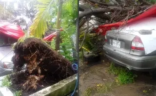Imagen Cae árbol sobre auto en Infonavit Buena Vista, en Veracruz