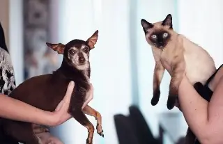 Si tienes planeado esterilizar a tu perro o gato, esto debes de saber 