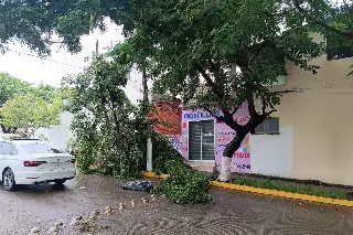 Imagen Cae árbol en colonia de Veracruz