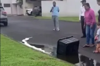 Hallan enorme pitón en fraccionamiento de Riviera Veracruzana (+Video)