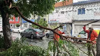 Imagen Cae árbol en transitada avenida de Veracruz