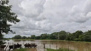 Imagen Crece Río Blanco en Tlalixcoyan, Veracruz; estas son las afectaciones