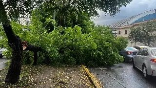 Imagen Cae gran árbol en avenida de Veracruz 