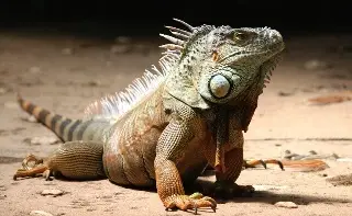 Reintroducen a mil 500 iguanas terrestres en Isla Galápagos, ¿Por qué lo hicieron?