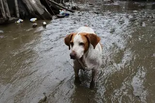 Imagen Así rescataron animales tras desbordamientos en el norte de Veracruz