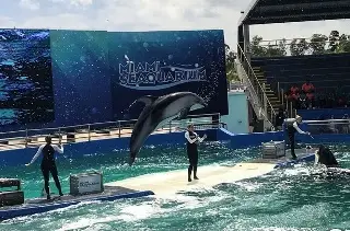 ¿Cerrarán el acuario de Miami tras bancarrota? Esto informan (+Video)