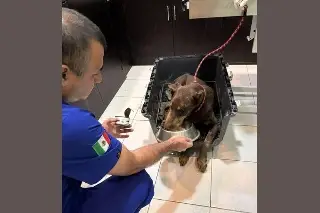 Imagen Perros y gatos afectados por inundaciones en Veracruz requieren ayuda: ARPA