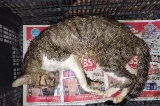 Envenenan decenas de gatos en Veracruz; de esta manera lo están haciendo