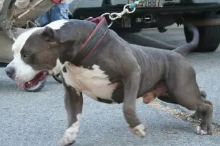 Imagen Mujer lesionada tras ataque de perro pitbull, esto se sabe